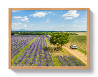 Provence Picnic