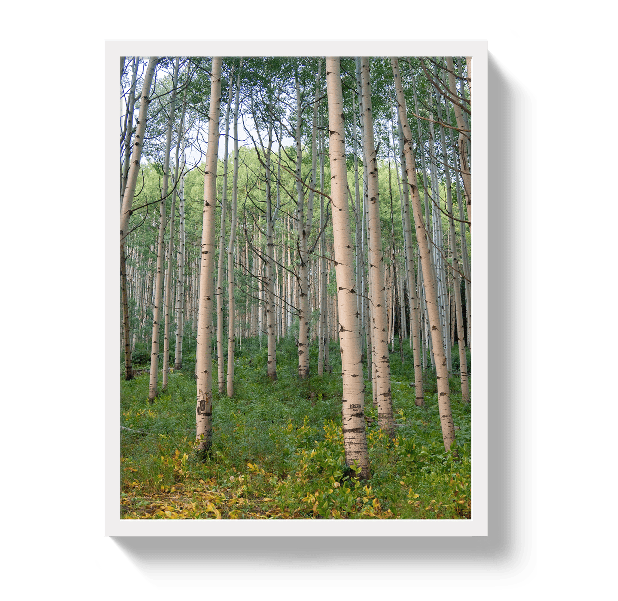 Johnny Vacay White / 11x14 / Full Bleed Aspen Grove