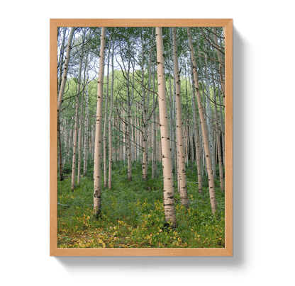 Johnny Vacay Oak / 11x14 / Full Bleed Aspen Grove