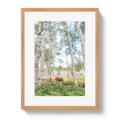 Johnny Vacay Oak / 11x14 / Border Aspen Scout
