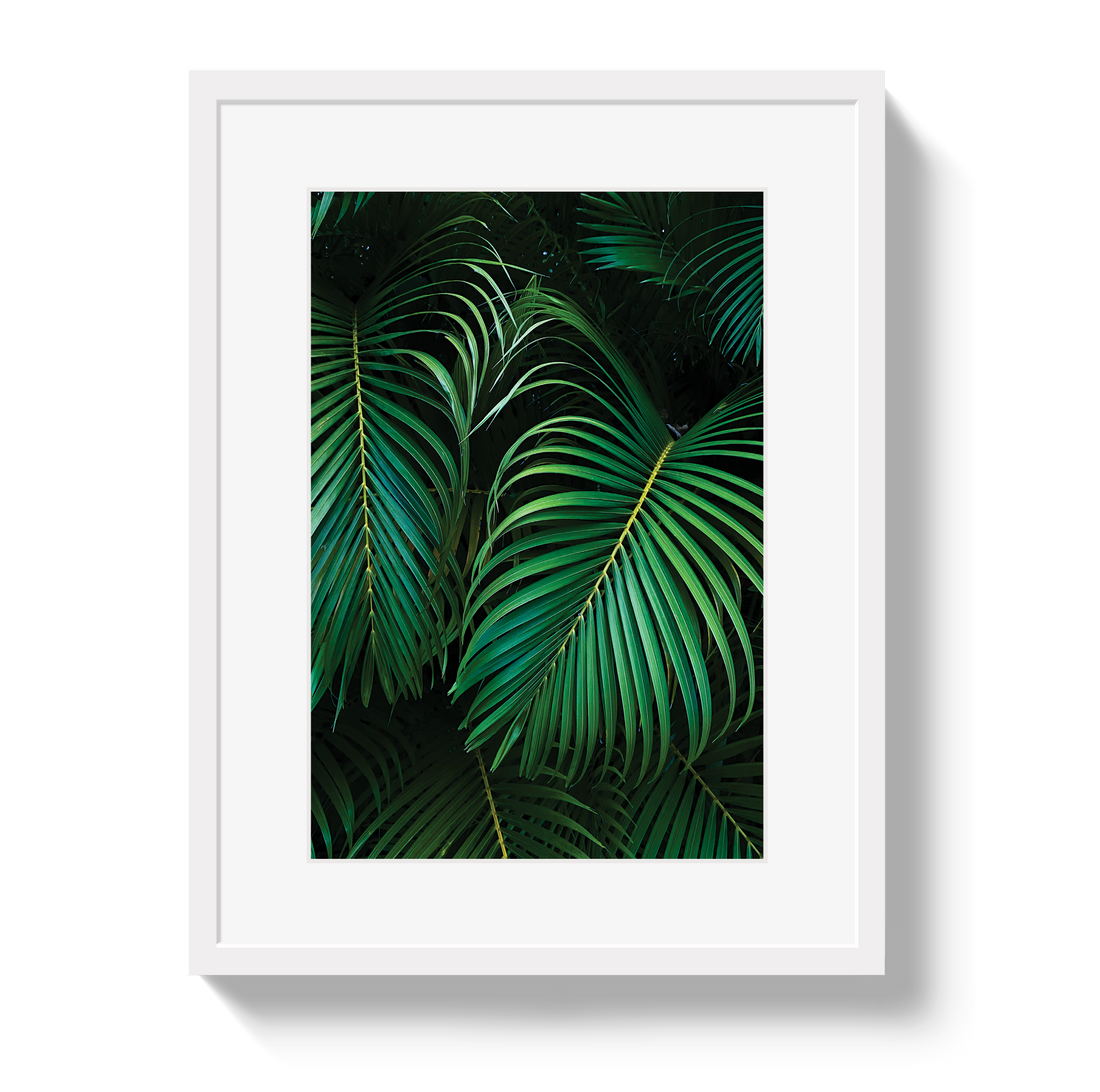 Palm