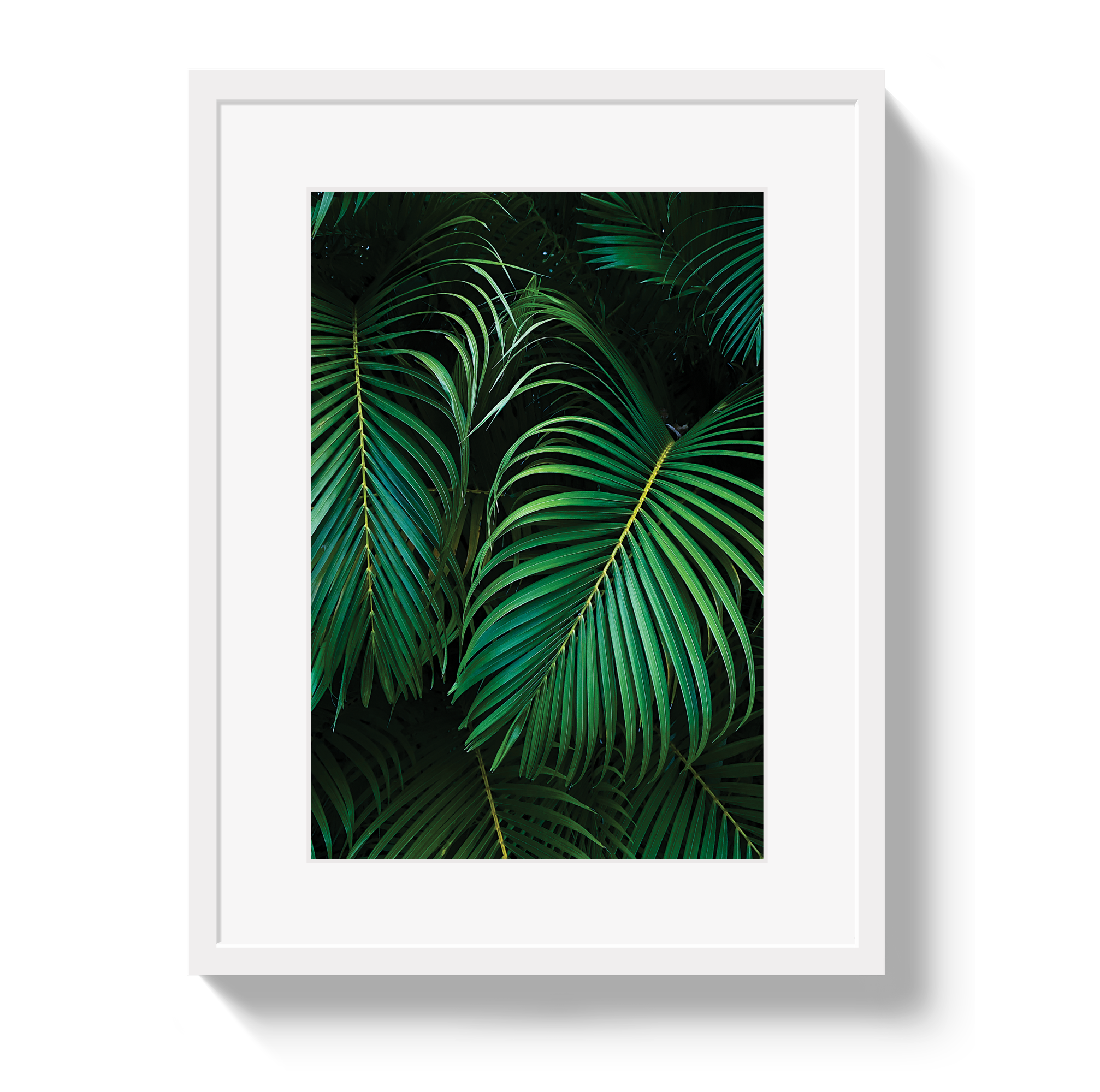 Palm