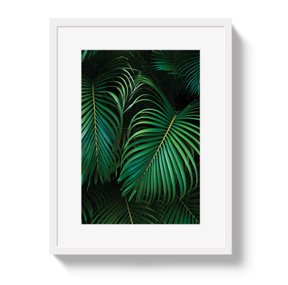 Palm