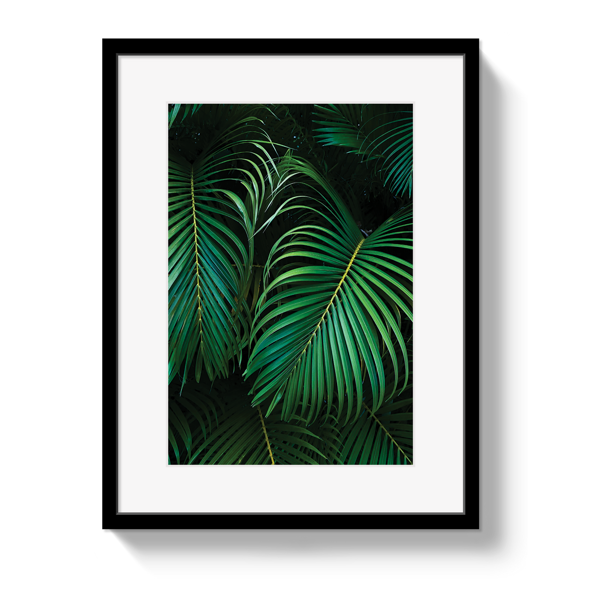 Palm