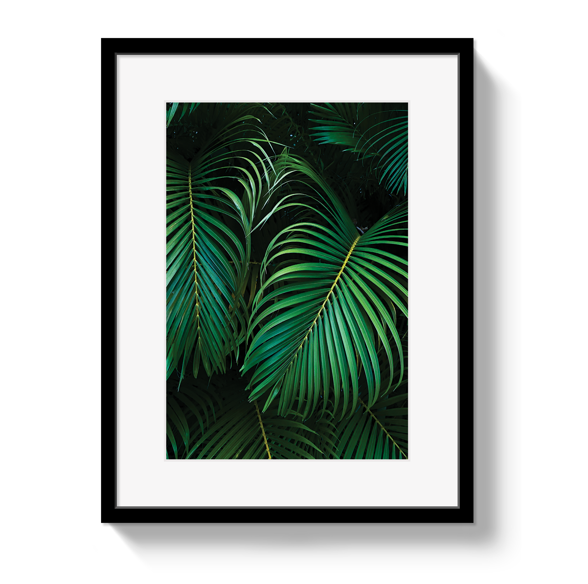 Palm
