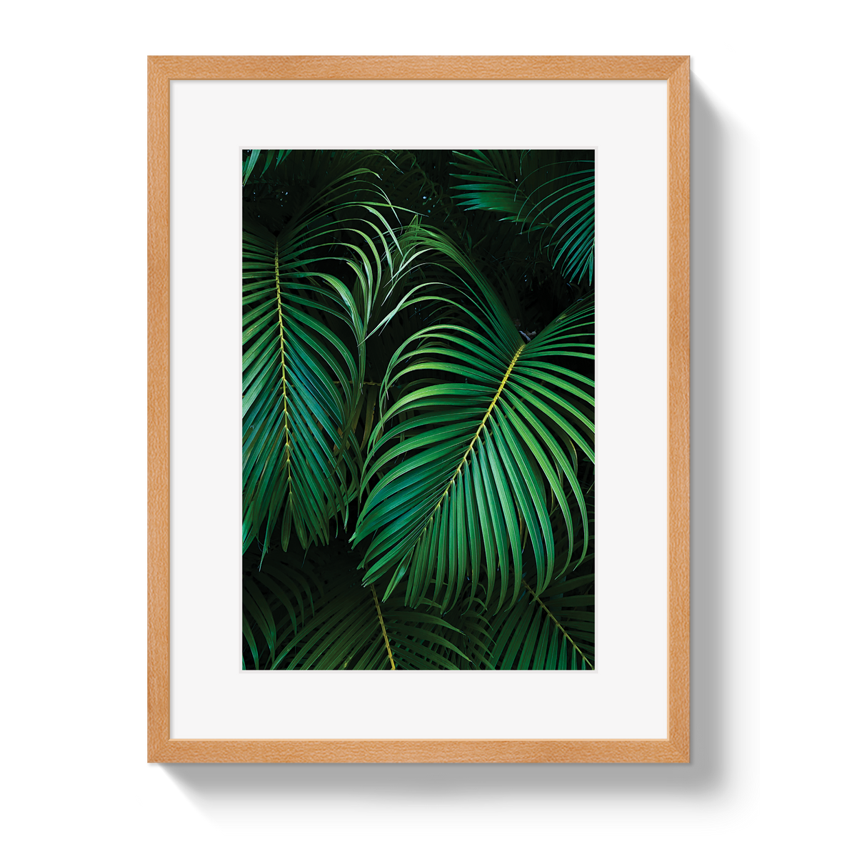 Palm