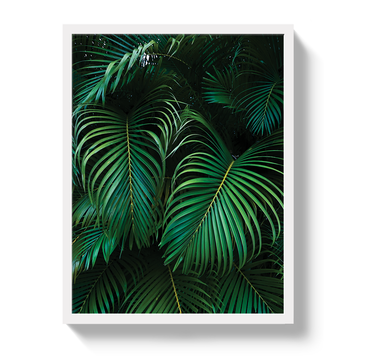 Palm