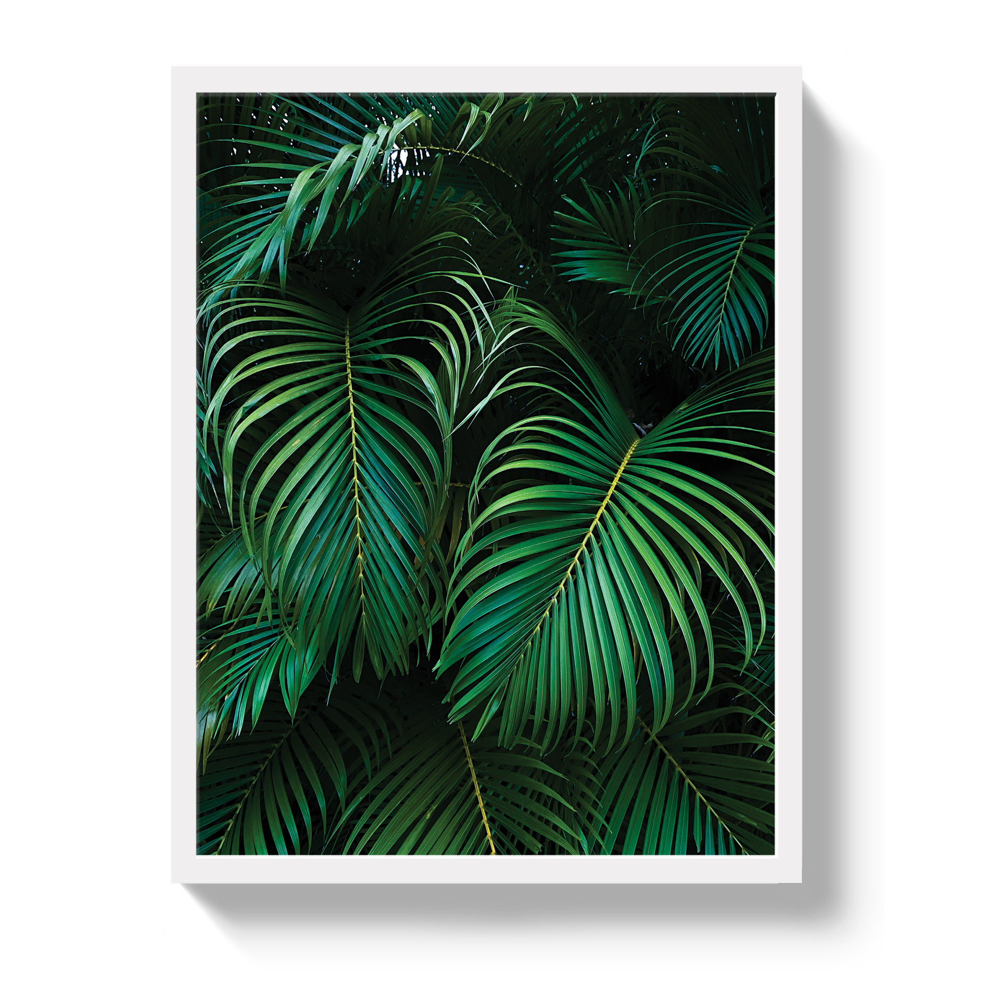Palm