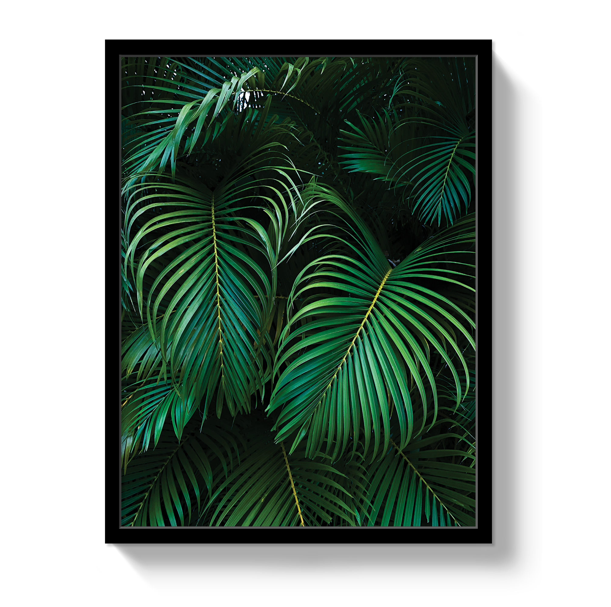 Palm