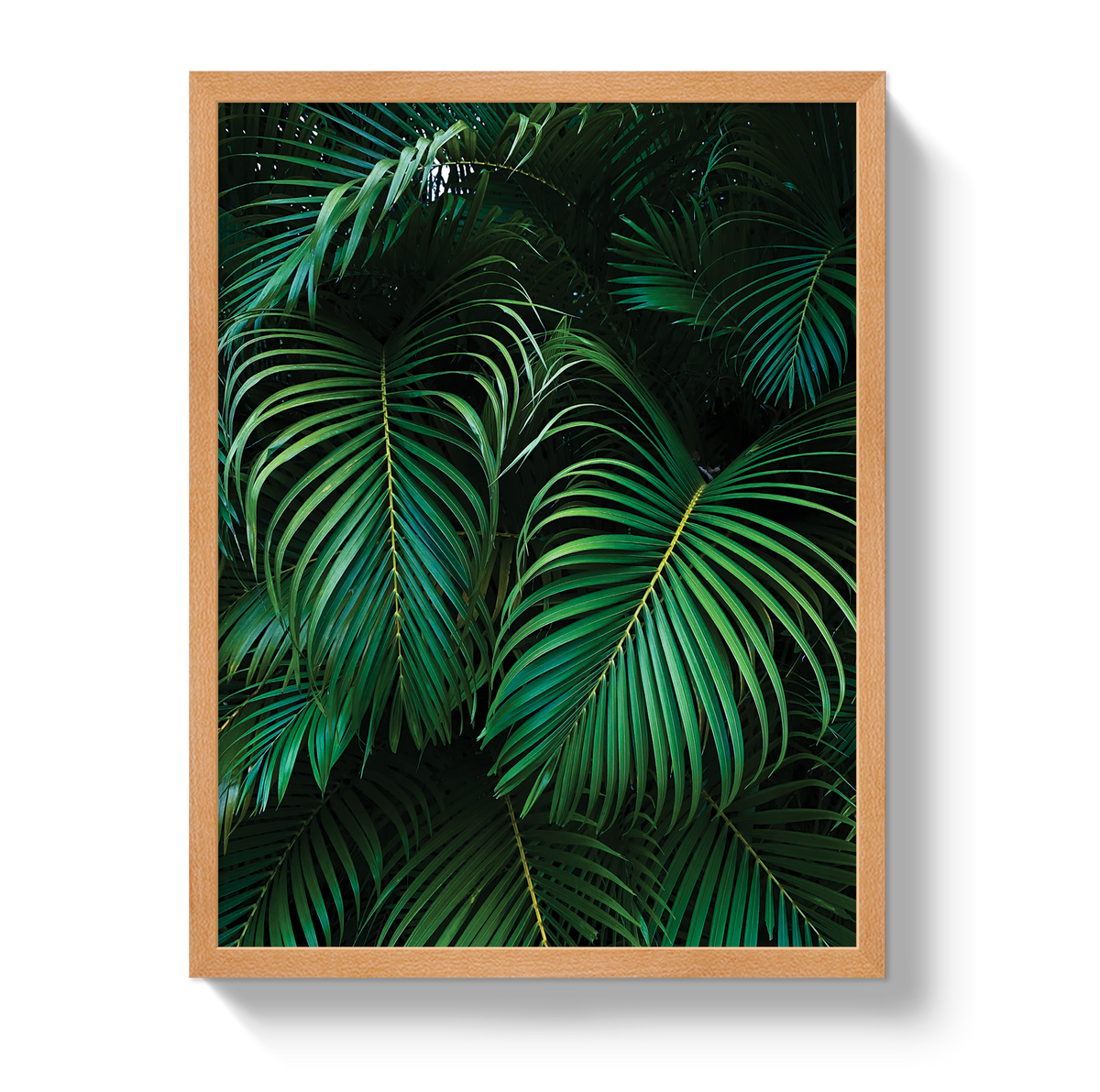 Palm