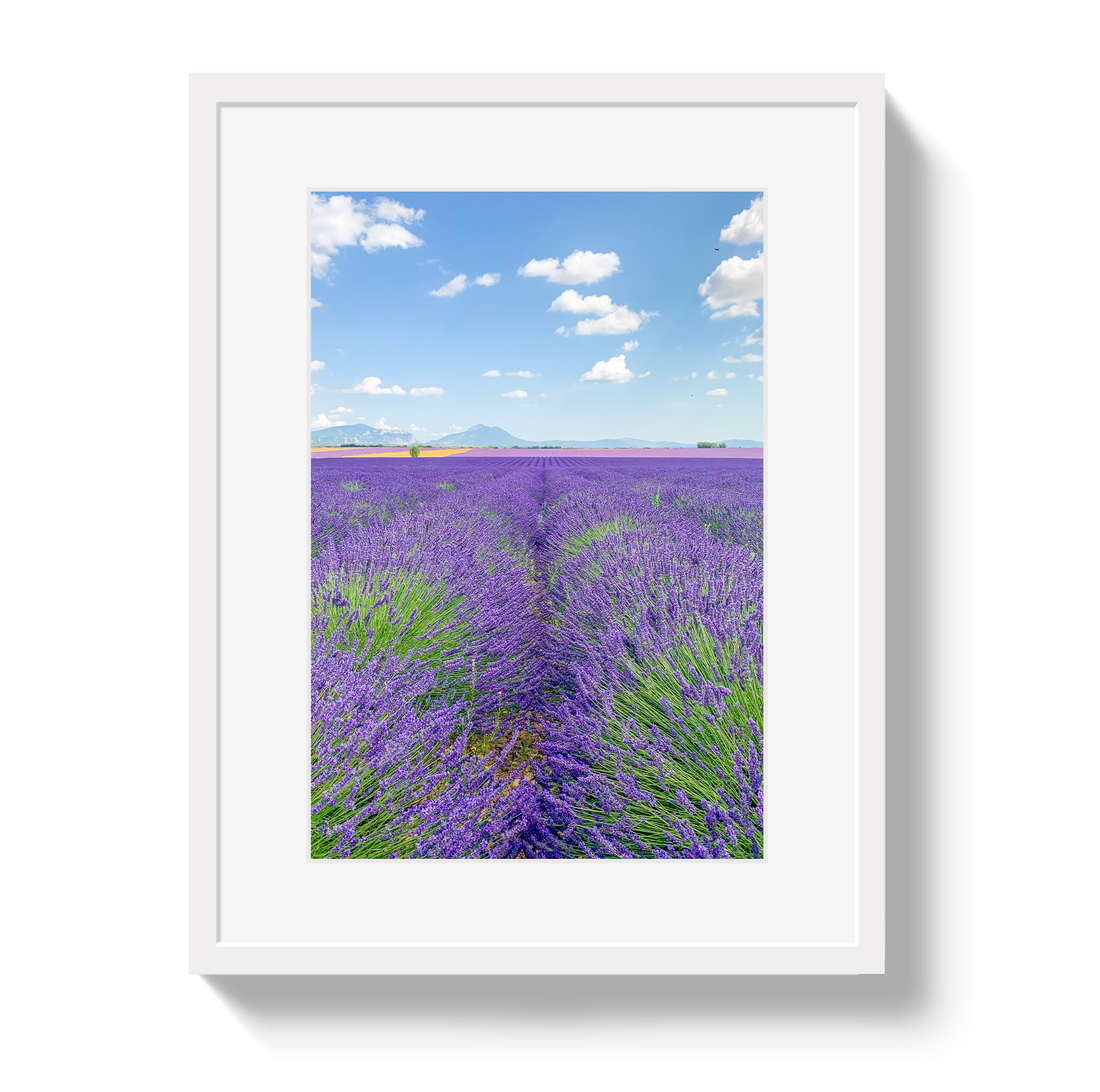 Lavender Fields 2