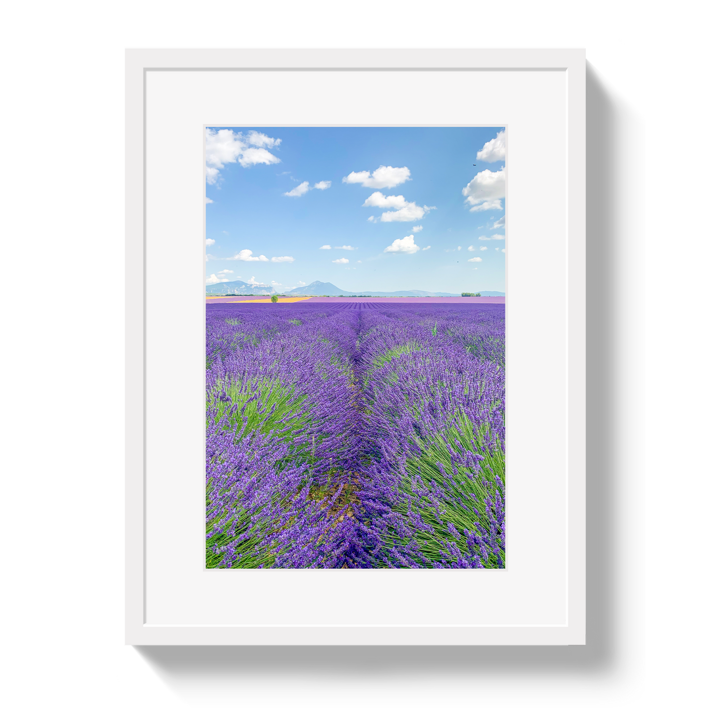 Lavender Fields 2