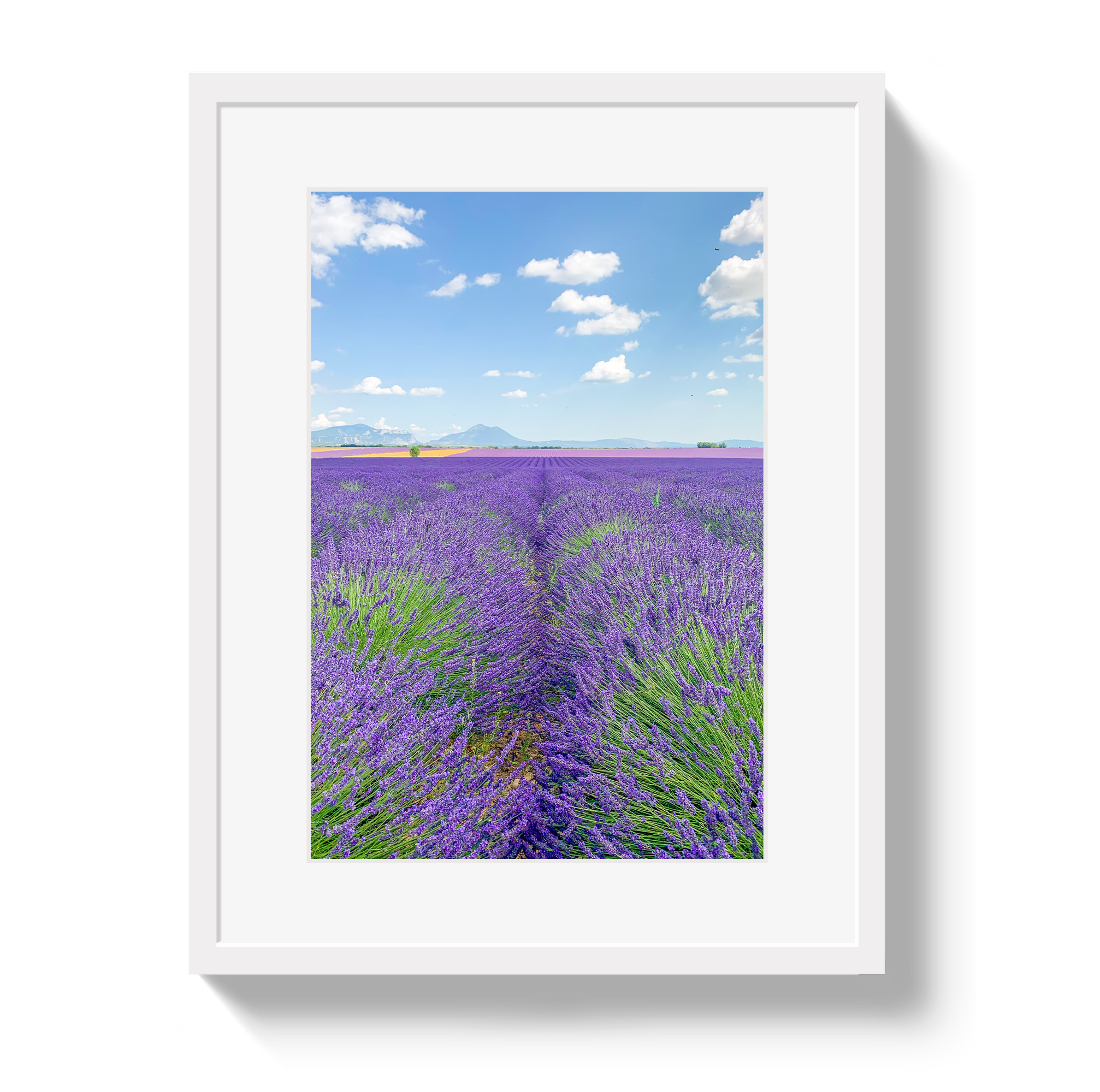 Lavender Fields 2