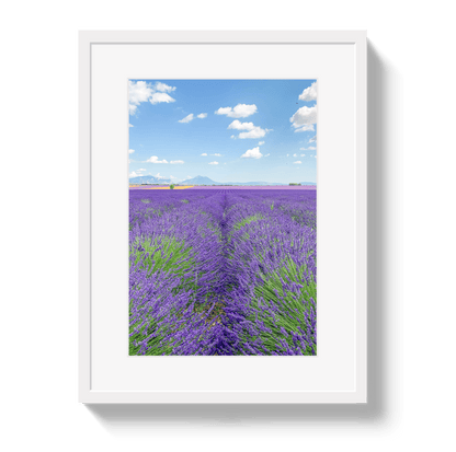 Johnny Vacay White / 11x14 / Border Lavender Fields 2