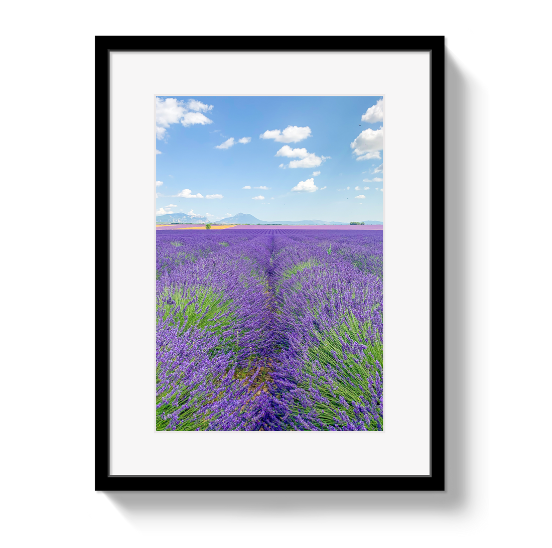 Framed print of a lavender field with a blue sky.