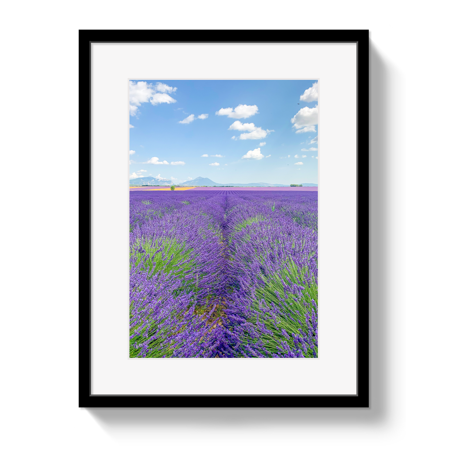 Framed print of a lavender field with a blue sky.