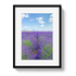 Framed print of a lavender field with a blue sky.