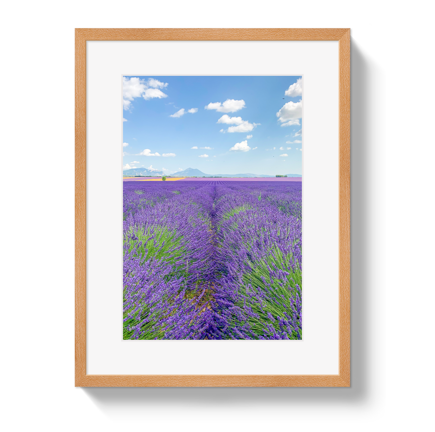 Lavender Fields 2