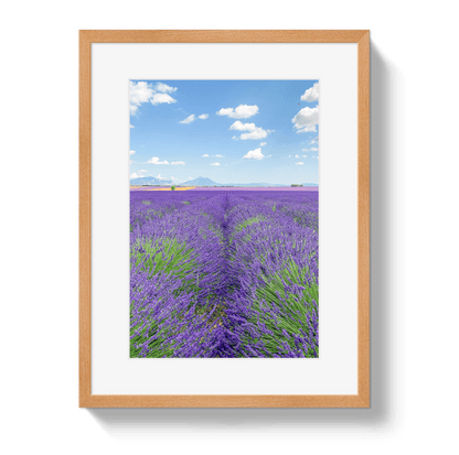 Johnny Vacay Oak / 11x14 / Border Lavender Fields 2