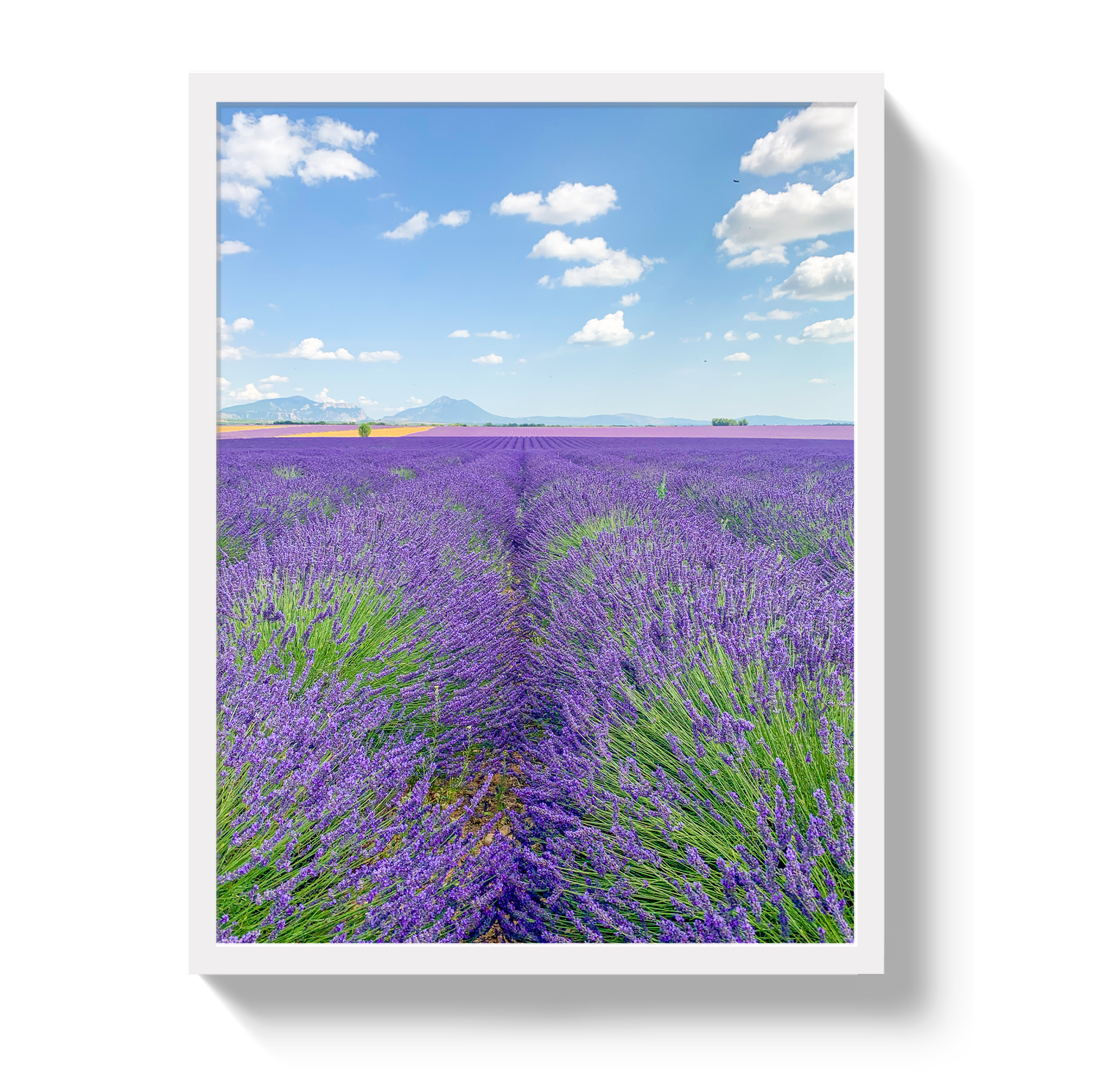 Lavender Fields 2