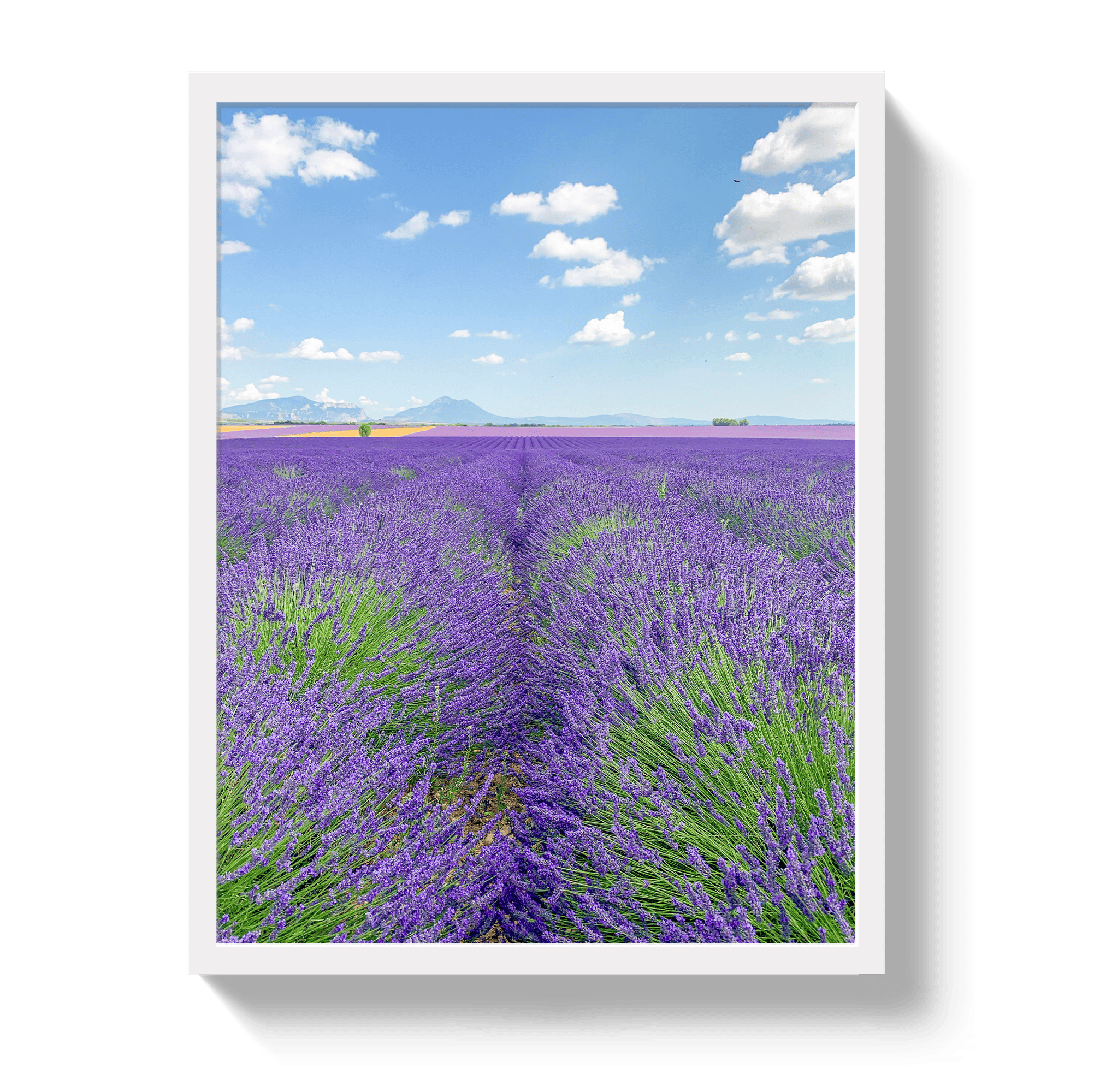 Johnny Vacay White / 11x14 / Full Bleed Lavender Fields 2