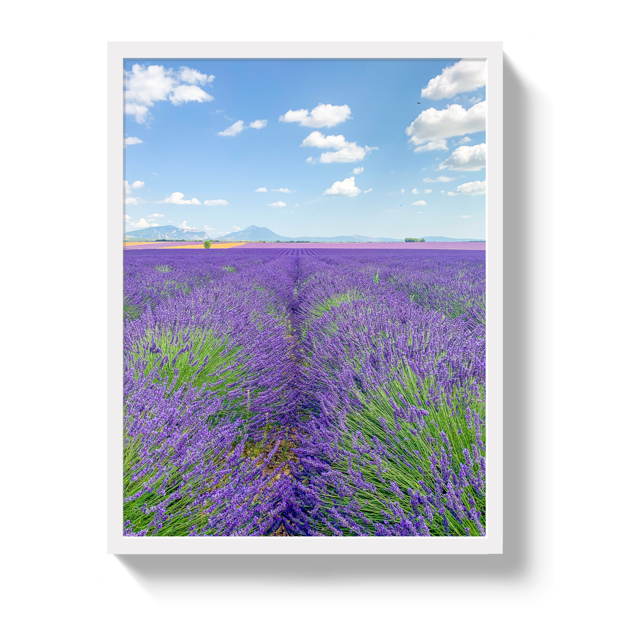 Lavender Fields 2