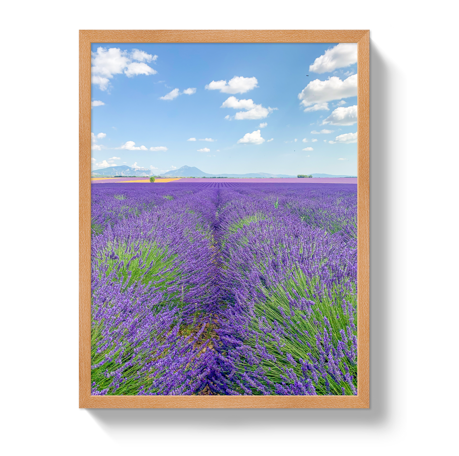 Lavender Fields 2