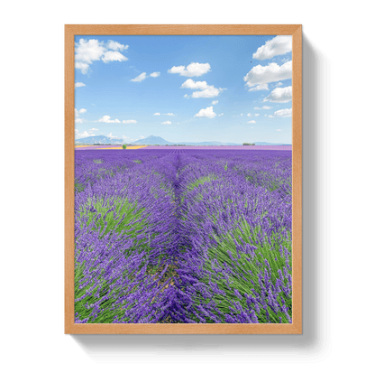 Johnny Vacay Oak / 11x14 / Full Bleed Lavender Fields 2