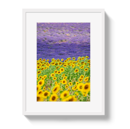 Sun and Lavender