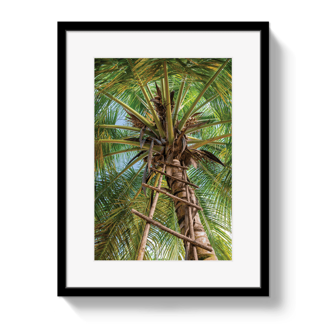 Framed photograph of a palm tree with a white border