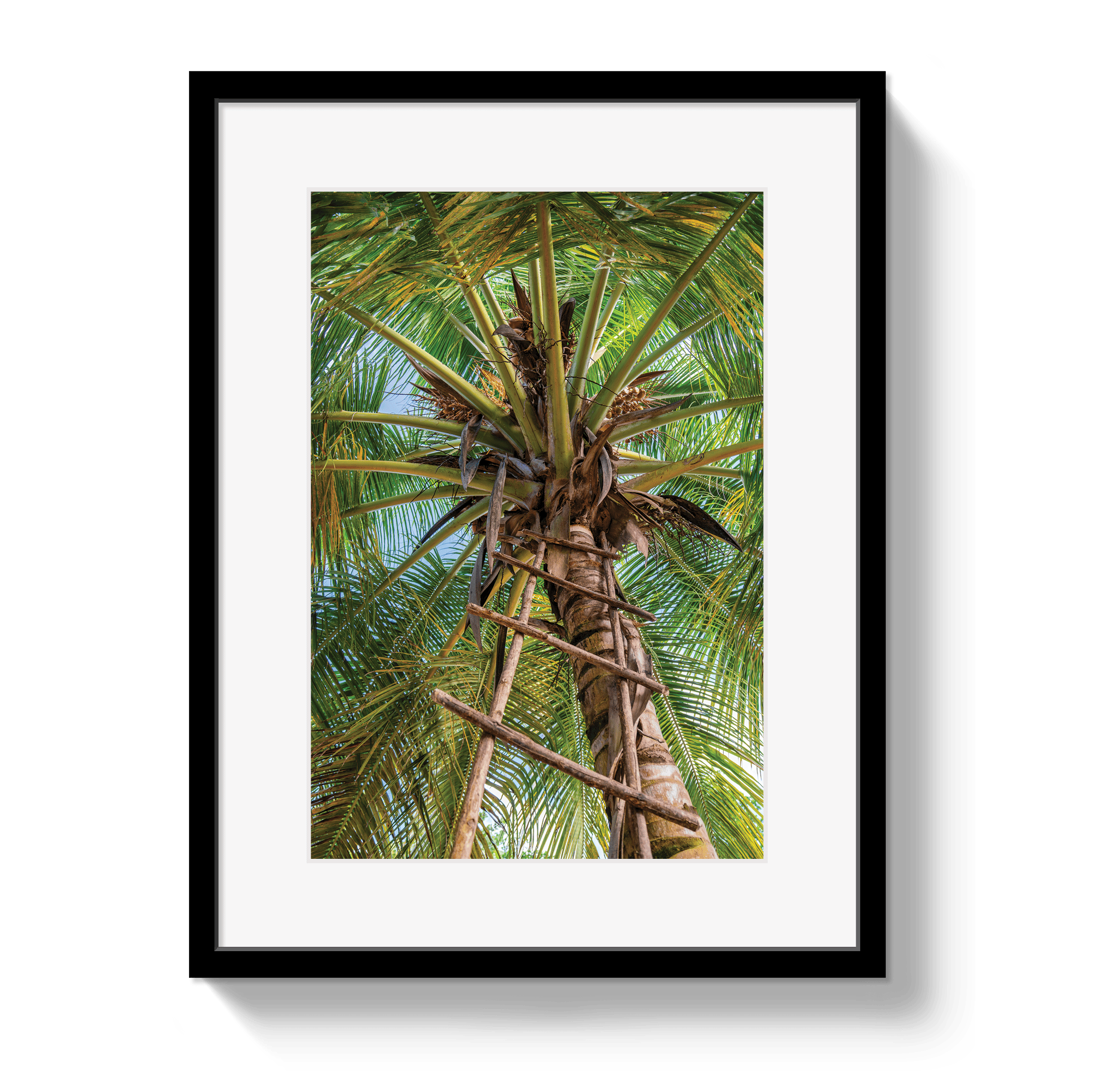 Framed photograph of a palm tree with a white border