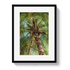 Framed photograph of a palm tree with a white border