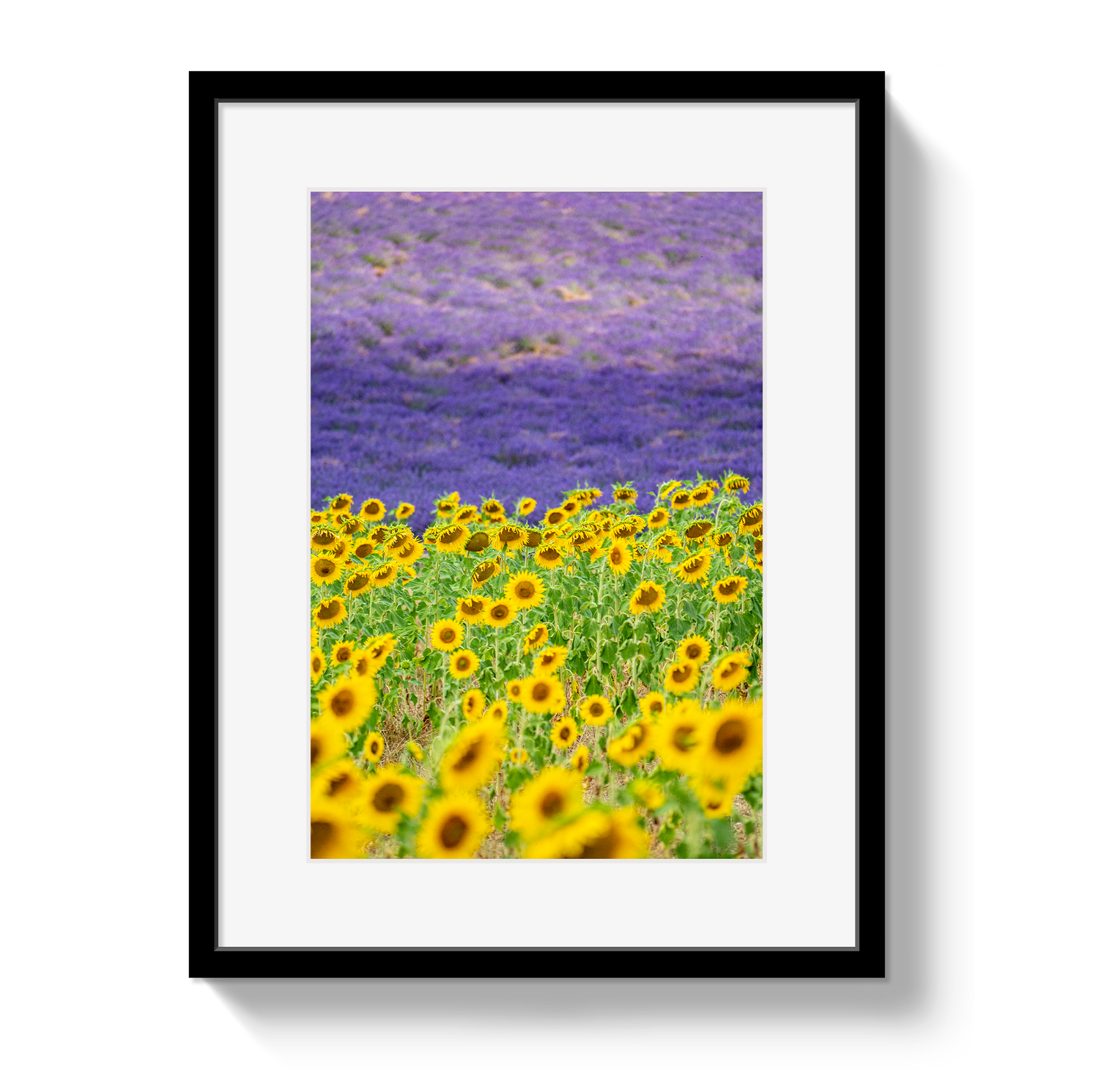 Framed artwork of sunflowers and lavender field