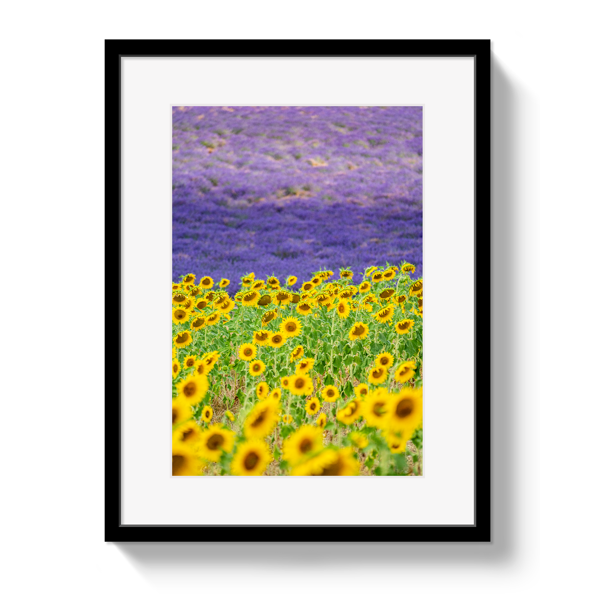 Framed artwork of sunflowers and lavender field