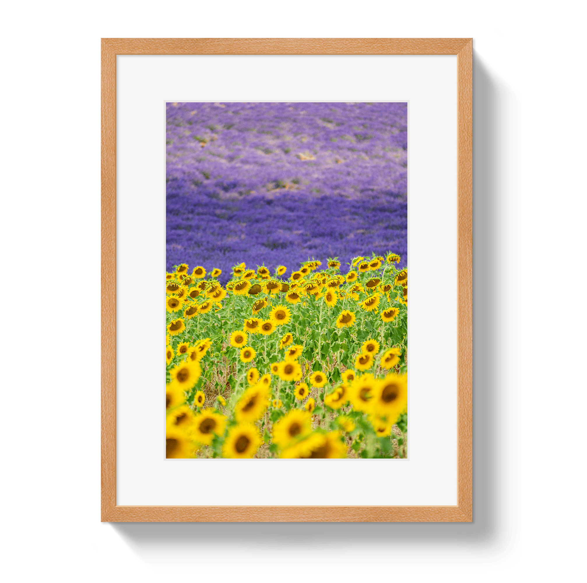 Johnny Vacay Oak / 11x14 / Matte Sun and Lavender