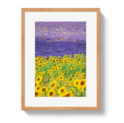 Sun and Lavender
