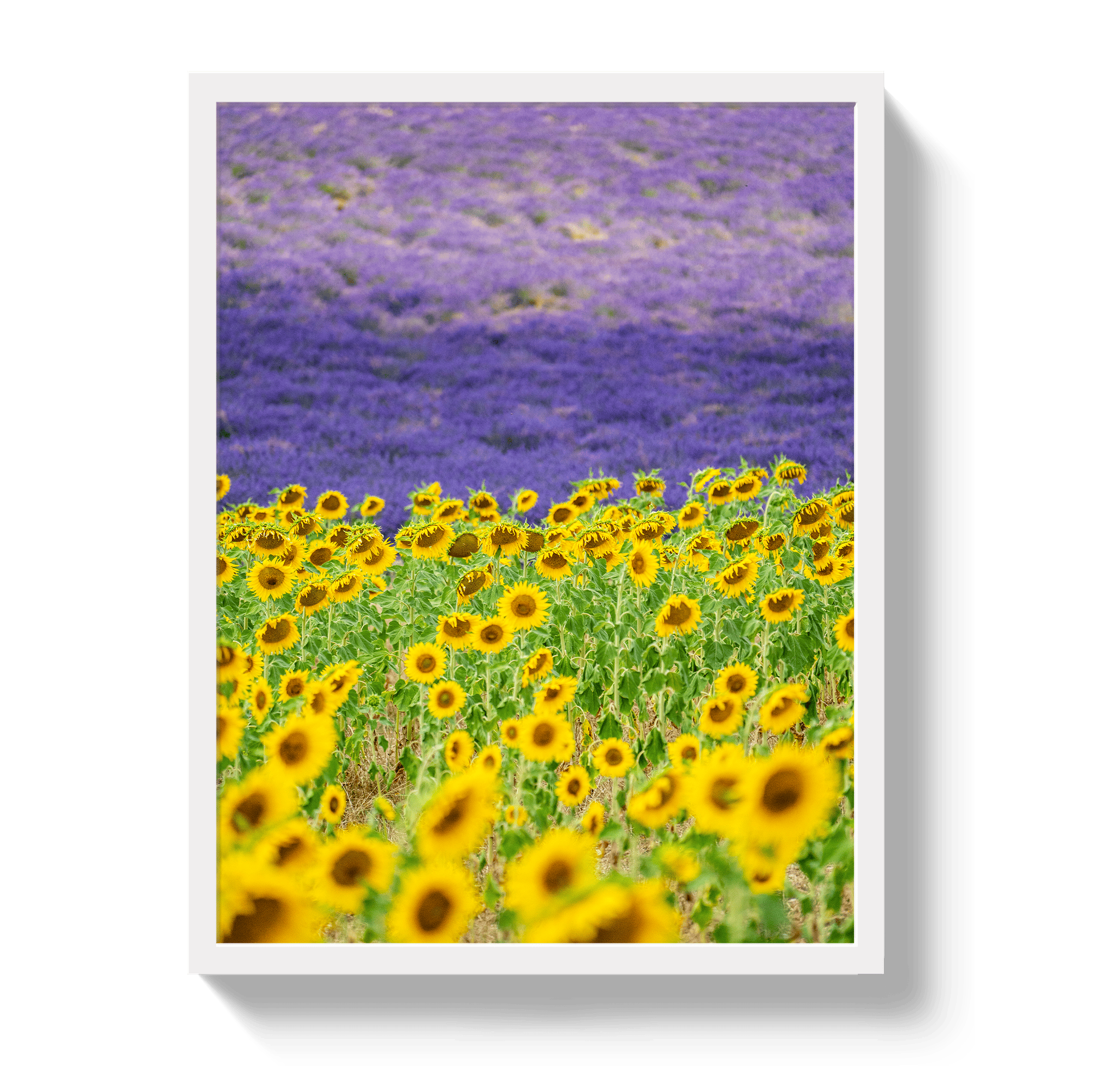 Johnny Vacay White / 11x14 / Full Bleed Sun and Lavender