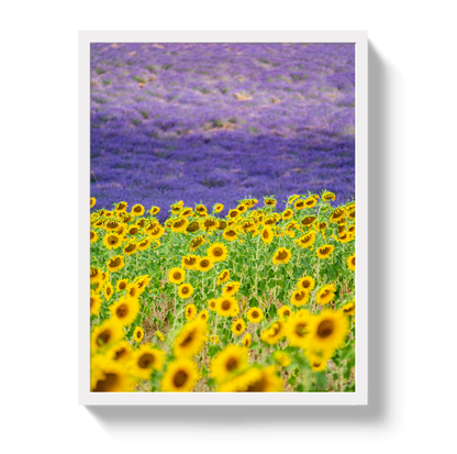 Sun and Lavender