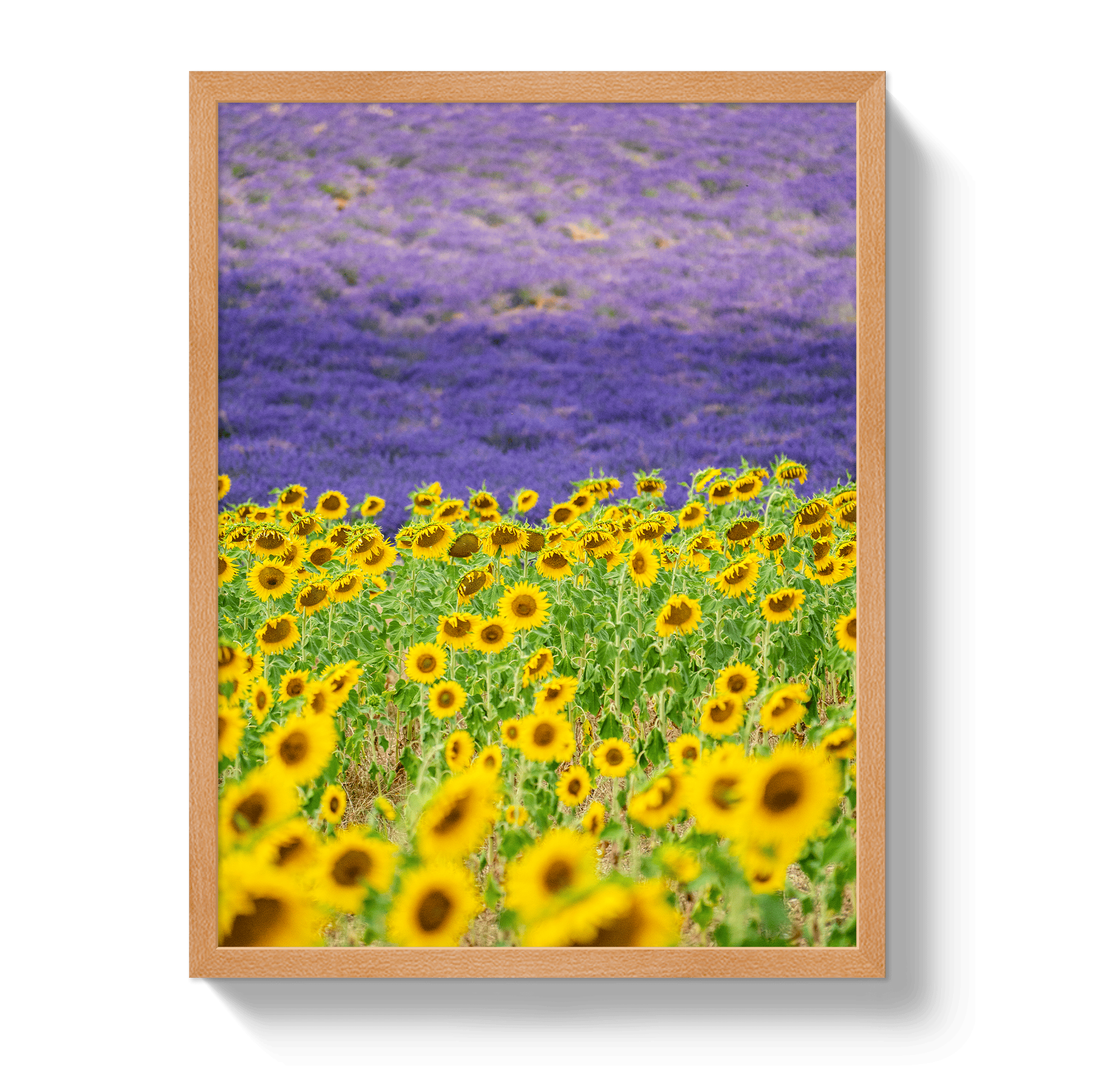 Johnny Vacay Oak / 11x14 / Full Bleed Sun and Lavender