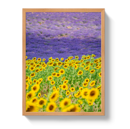 Sun and Lavender