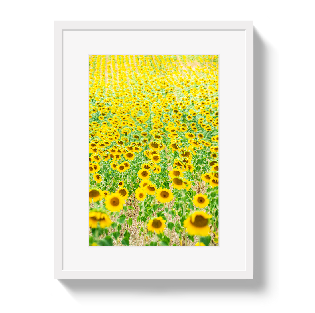 Provence Sunflowers