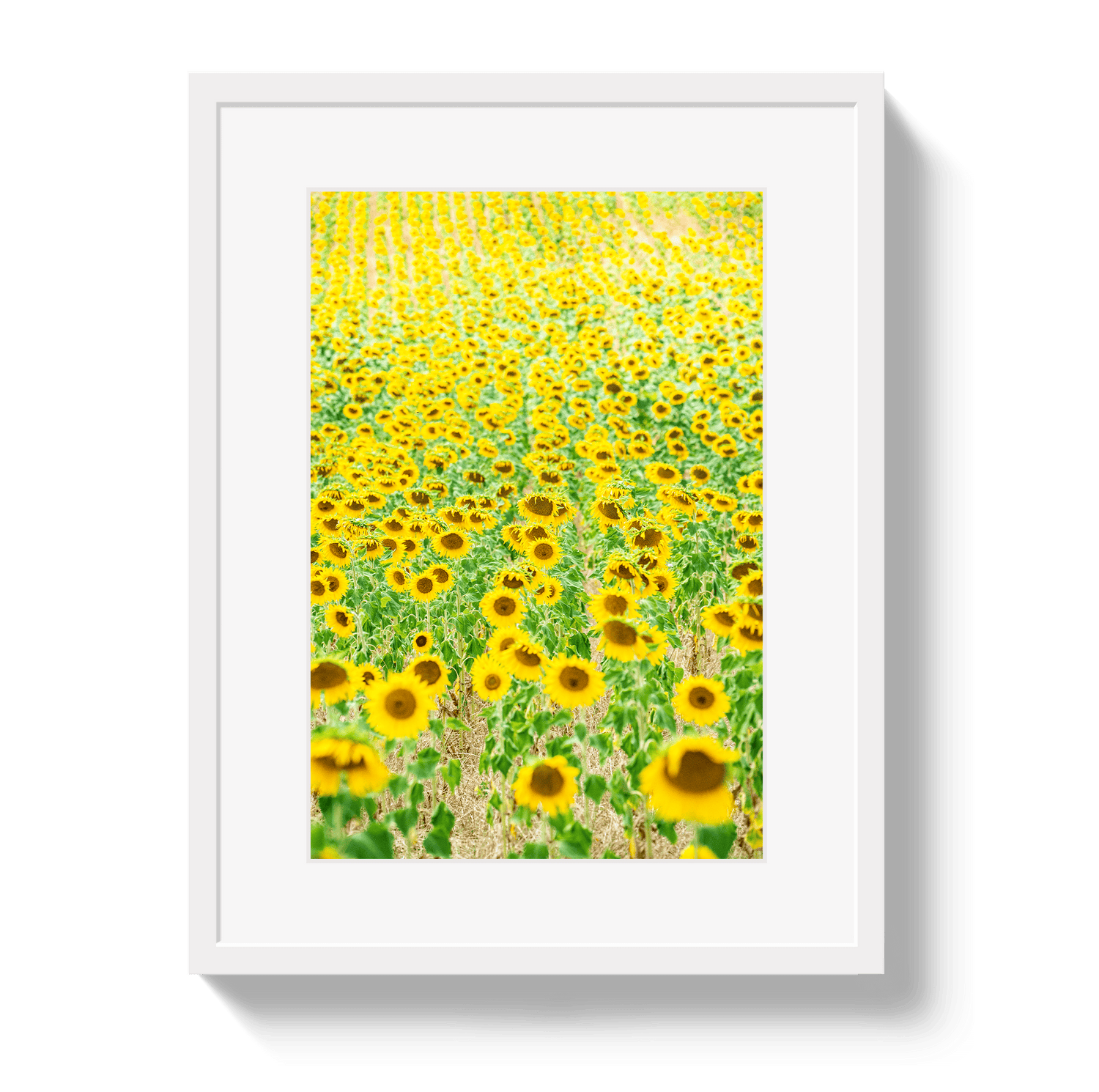 Provence Sunflowers