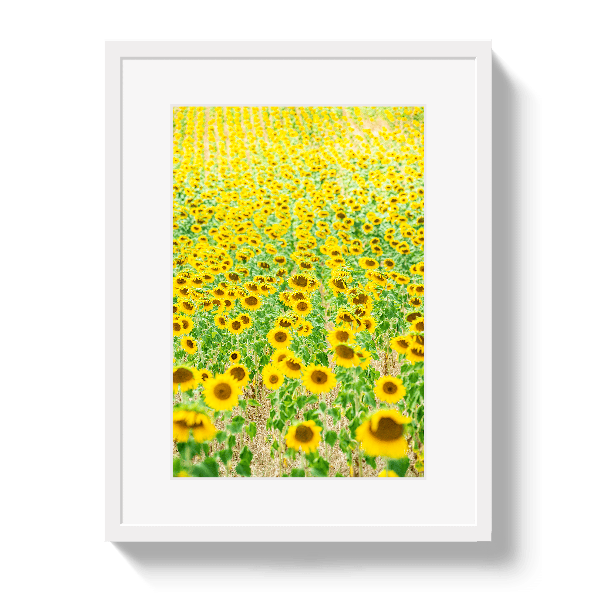 Johnny Vacay White / 11x14 / Matte Provence Sunflowers