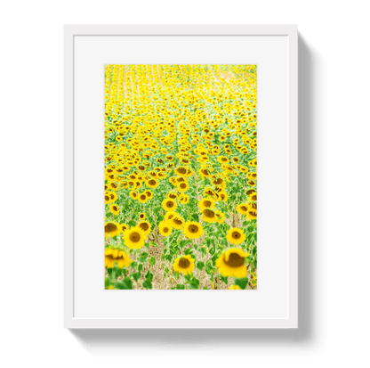 Johnny Vacay White / 11x14 / Border Provence Sunflowers
