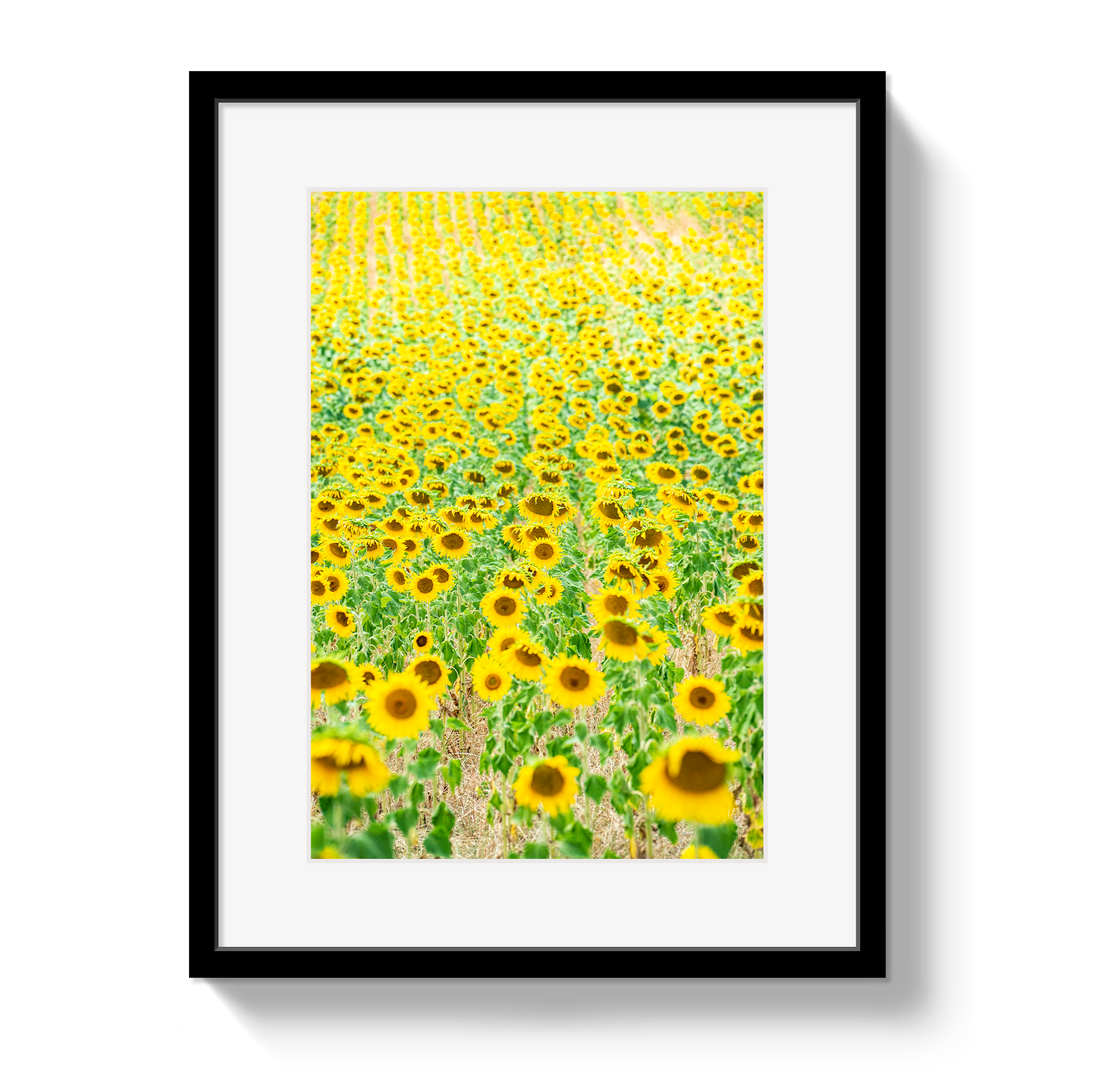 Provence Sunflowers