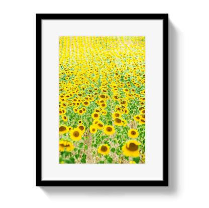 Johnny Vacay Black / 11x14 / Border Provence Sunflowers