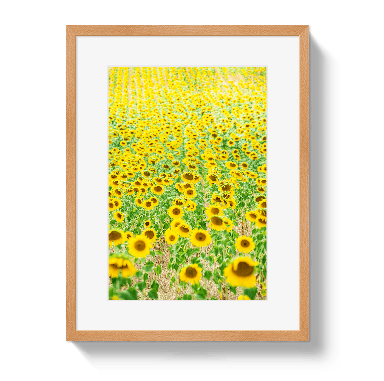 Provence Sunflowers