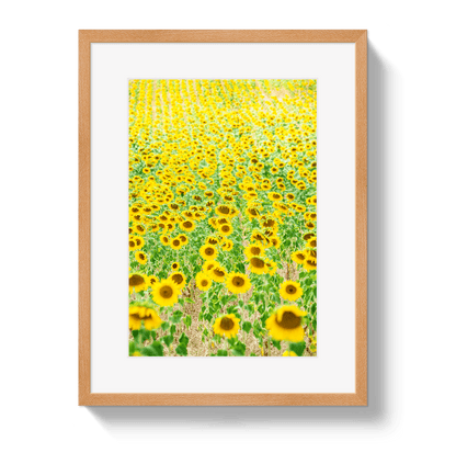 Johnny Vacay Oak / 11x14 / Border Provence Sunflowers