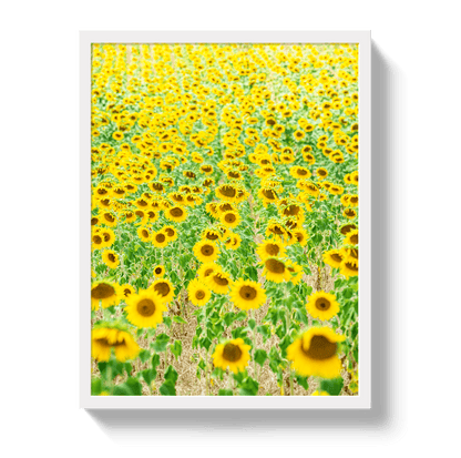 Johnny Vacay White / 11x14 / Full Bleed Provence Sunflowers
