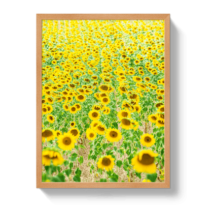 Johnny Vacay Oak / 11x14 / Full Bleed Provence Sunflowers